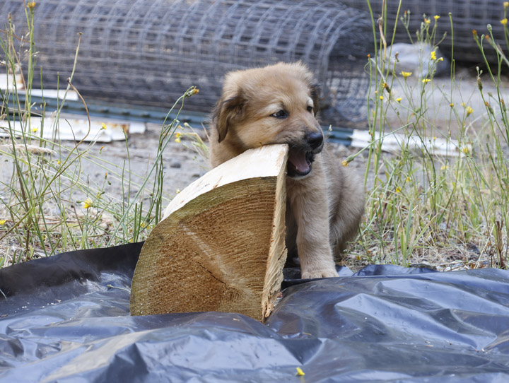 chinook dog